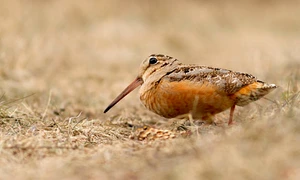 becatica americana istock jpg