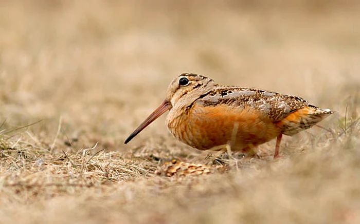 Este o pasăre faimoasă pentru zborul ei lent / foto: IStock