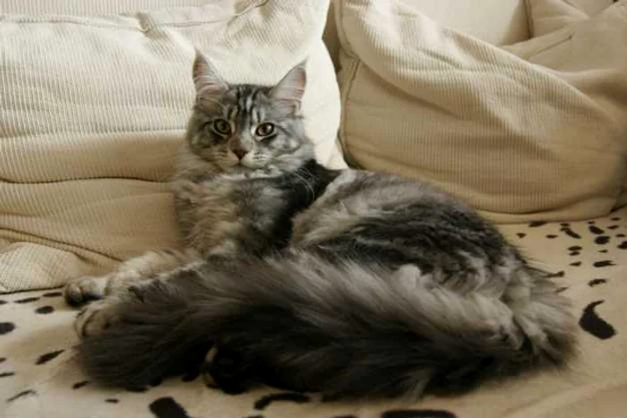 cele mai prietenoase rase de pisici maine coon
