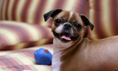 1 57459 original jpg jpeg