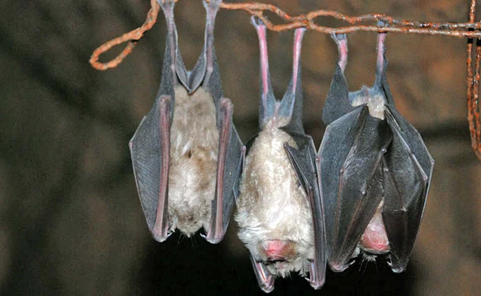 
    Şase lilieci salvaţi din subsolul blocului au fost transportaţi la o clinică din Bucureşti  