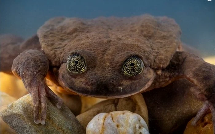 Broasca Julieta va deveni în curând soţia lui Romeo