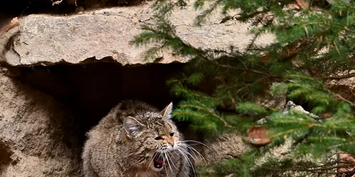 Pisica salbaticita FOTO Pixabay jpg