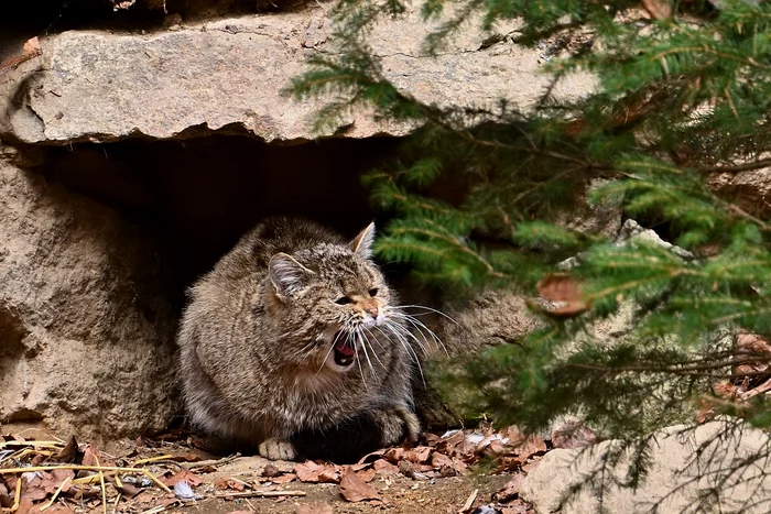 Pisicile sălbăticite amenință fauna indigenă FOTO Pixabay