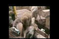 animal equality germany jpeg