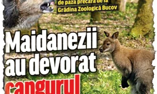 La Zoo Bucov sunt  deja alţi patru lei jpeg