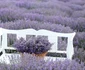 lavanda 5 png