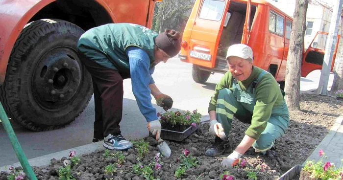 Panseluţele au fost puse în pământ