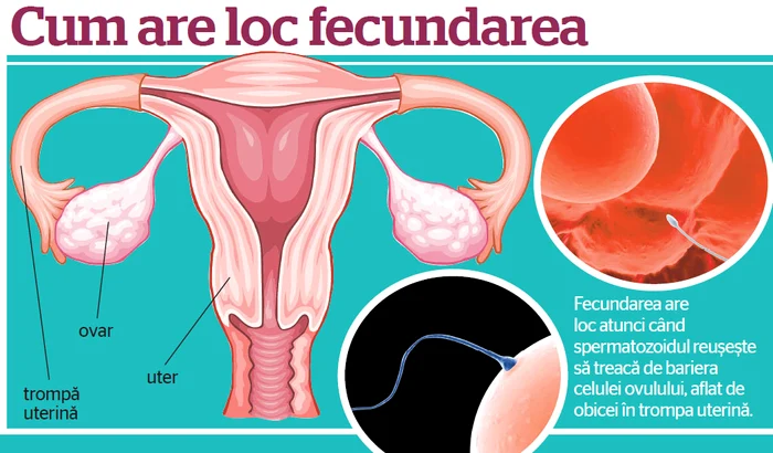 Cum are loc fecundarea