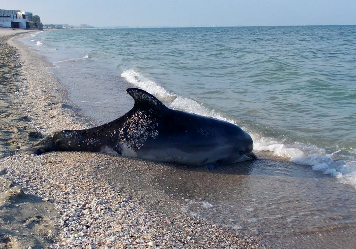 152 de delfini au eşuat, până acum anul acesta, în România foto: Oceanic Club Constanţa