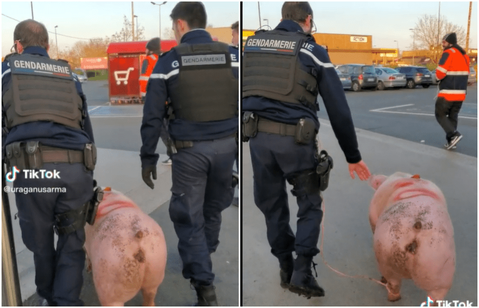 Porc salvat de jandarmi francezi din mâinile unor români înainte de a fi transformat în șuncă VIDEO