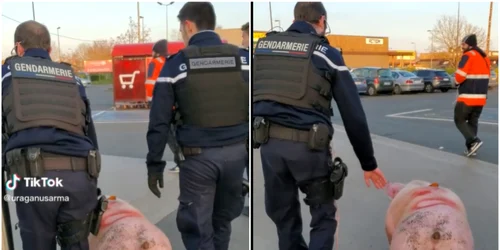 Porc salvat de jandarmi de la taiere