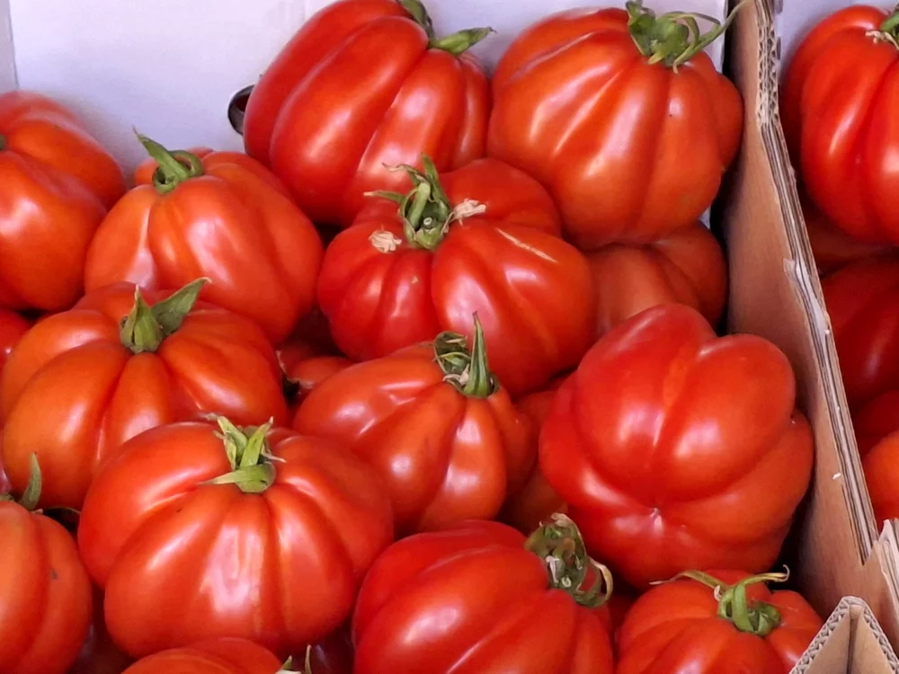 tomate-rosii-in-lada-carton-foto-aristel-nunescu