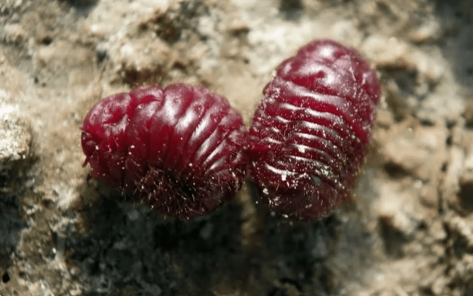 Scandalul gândacilor din produsele alimentare. Insectele se folosesc la salamuri, însă, de câteva decenii