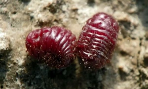 Așa arată gândacul din care se obține colorantul alimentar numit carmin sau E120 FOTO Wikipedia