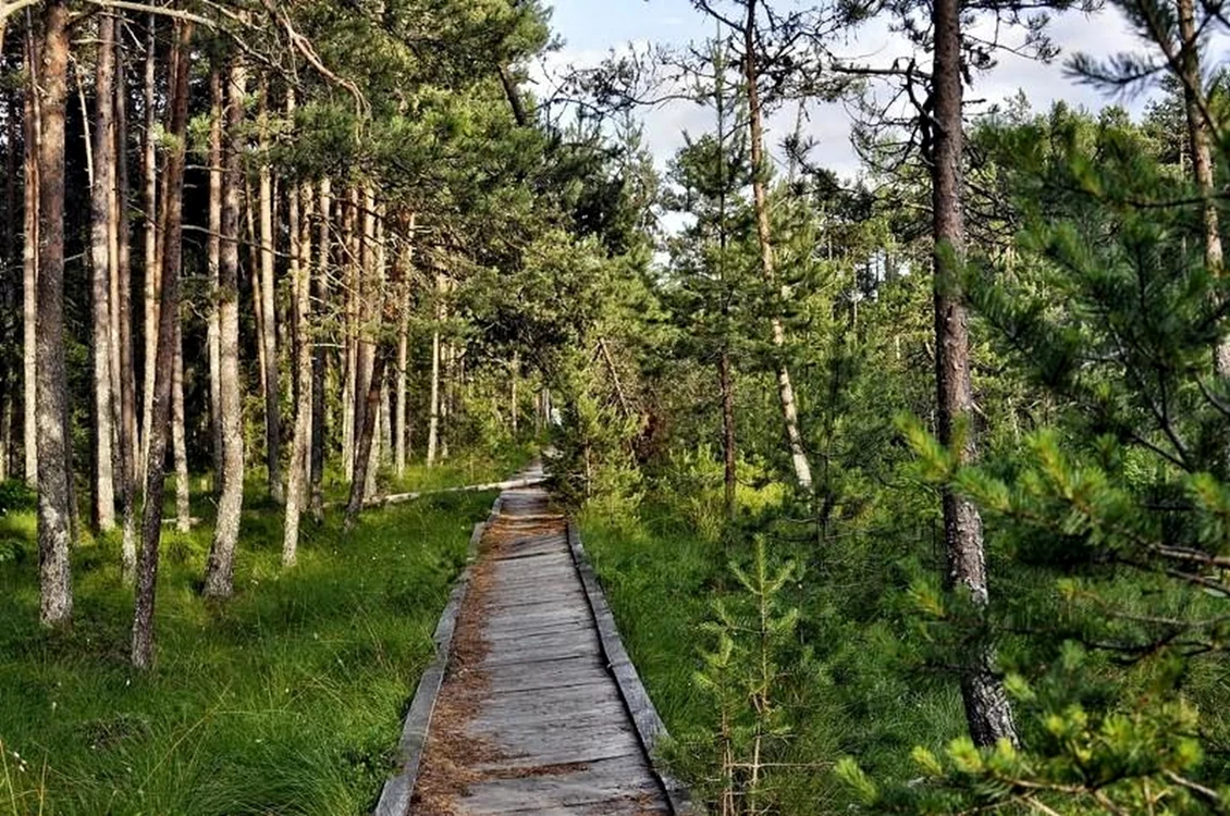 Reervația Tinovul Mare / foto: vatra-dornei.info