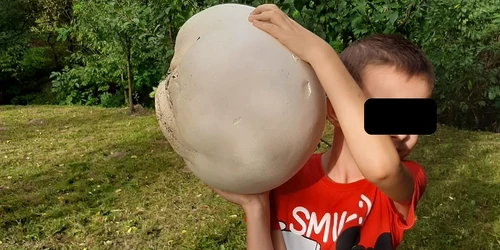 Ciupercile uriașe cântăreau mai bine de 3 kilograme, fiecare. FOTO. Eugen Panait