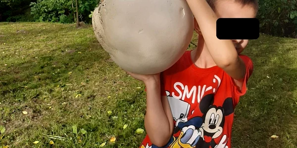 Ciupercile uriașe cântăreau mai bine de 3 kilograme, fiecare. FOTO. Eugen Panait