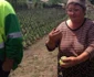 Grindina a distrus grădiinile şi terenurile agricole în comuna doljeană Galicea Mare