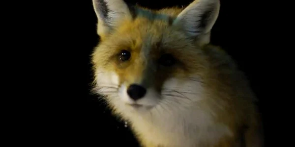 vulpe