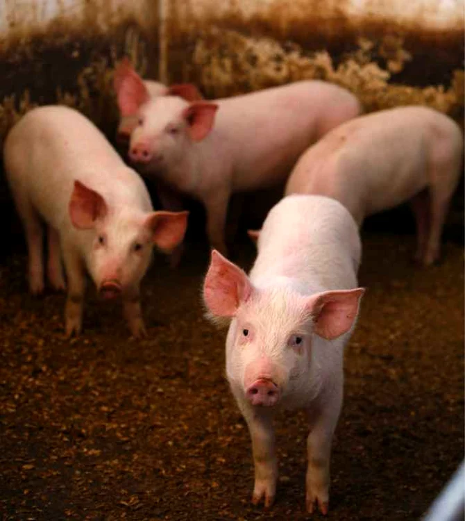 Se estimeaza ca la ora actuala exista cel putin 500 de porci clonati in lume. (Foto arhivă)