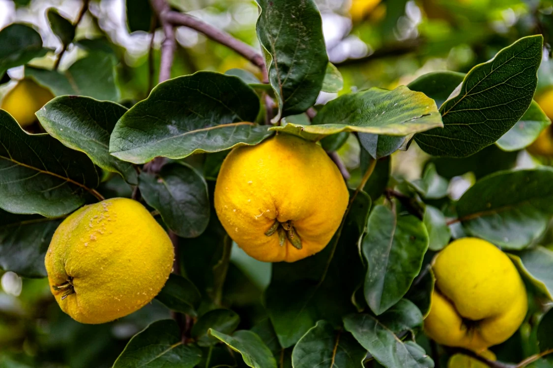 Gutuile, adevărate comori terapeutice FOTO Shutterstock
