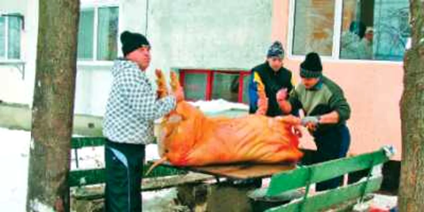 Animalul a fost tăiat pe masa de şah