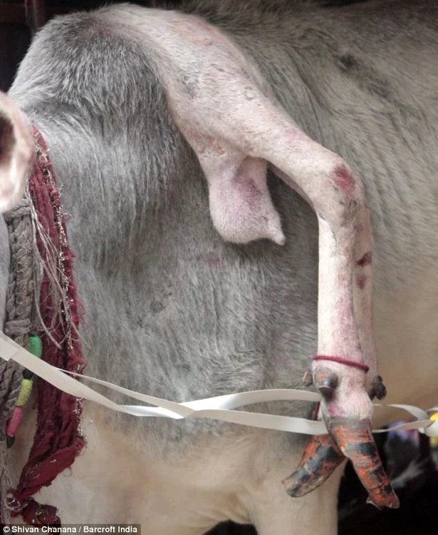 Vaca cu cinci picioare