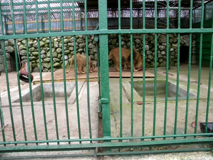 Leii ar fi trebuit să plece marţi spre o rezervaţie Vier Pfoten din Africa de Sud. FOTO Dana Mihai