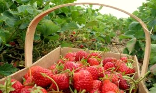 1 62530 original jpg jpeg