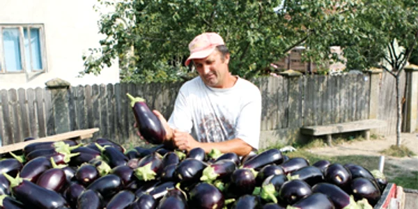Samsarii de legume trăiesc de pe urma ţăranilor din Grădinari