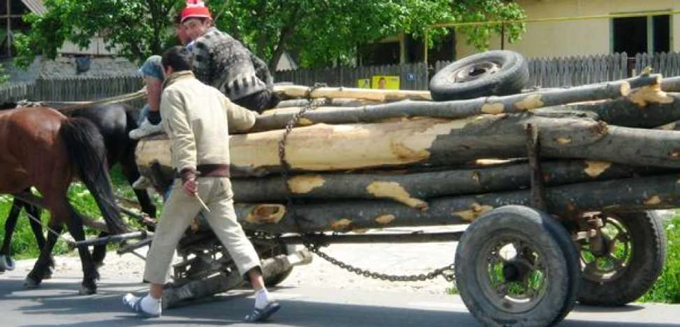 Bărbatul a fost la pădure să taie lemne pentru iarnă