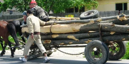 Bărbatul a fost la pădure să taie lemne pentru iarnă