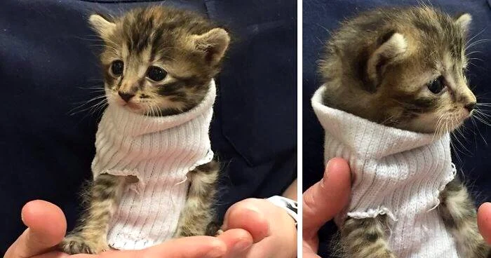 Pisicuţa are în 3, 4 luni şi era tare speriată când a ajuns la pet shop