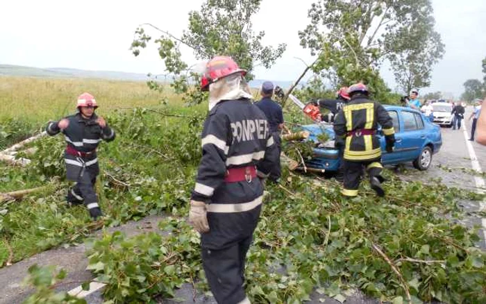 Copaci doborâţi de vânt FOTO Arhivă Adevărul