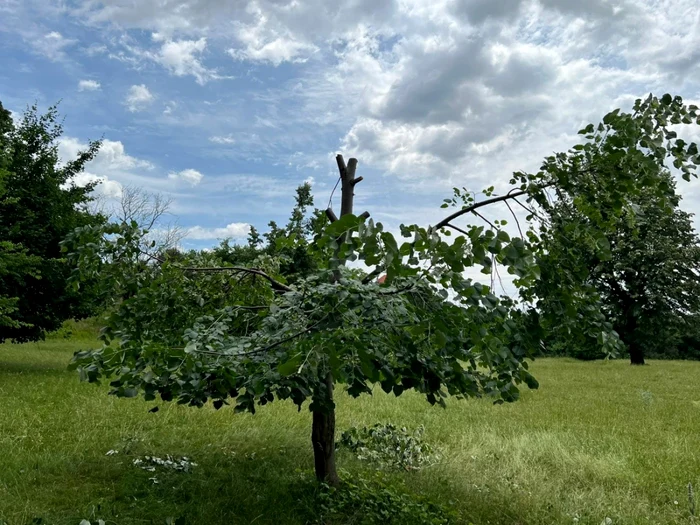 Teii de pe domeniul Cantacuzino de la Floreşti, tăiaţi de la jumătate de culegătorii de flori FOTO Facebook/domeniulcantacuzino