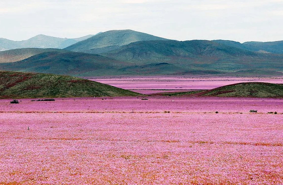 
    Flori în Atacama: Deșertul a fost „acoperit” de mii de plante roz și movfoto: Flickr/patriciamura  