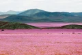 flori in atacama 1 jpeg