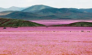 flori in atacama 1 jpeg