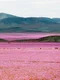 flori in atacama 1 jpeg
