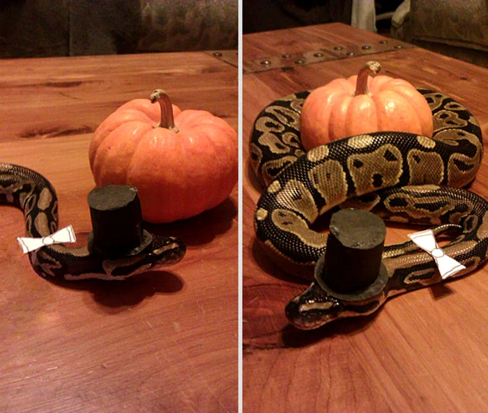 Halloween 2015: nu aveți de ce să vă temeți de acest gentleman care a ieșit la colindat