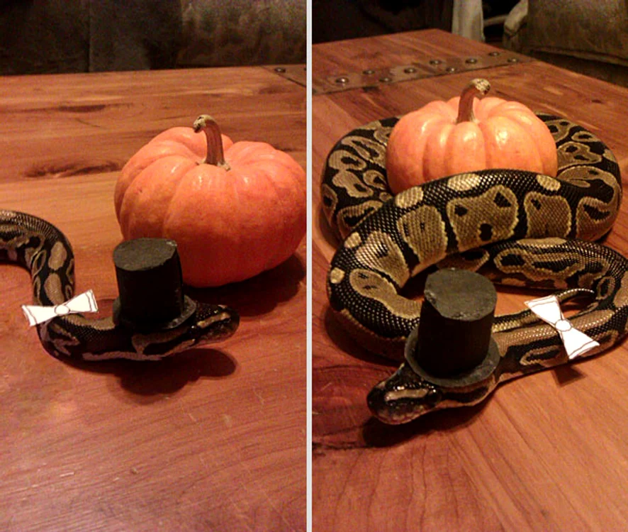 Halloween 2015: nu aveți de ce să vă temeți de acest gentleman care a ieșit la colindat