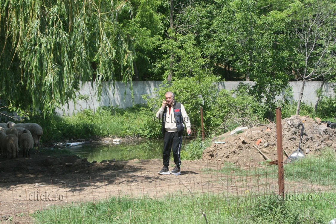 
    Gigi Becali pare alt om în mijlocul mioarelorFotografii: BLITZ  