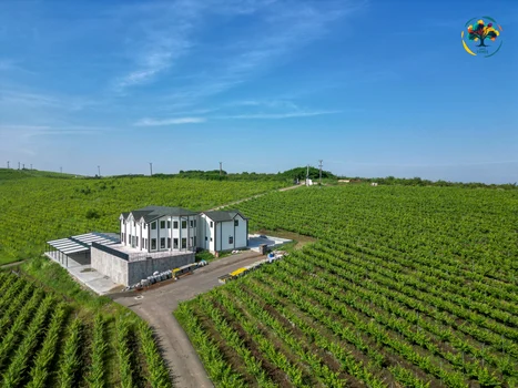 Drumul Vinului FOTO Visit Timiș