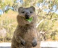 Quokka 1 jpeg