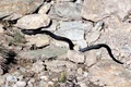 Vipera neagră Foto Adrian Florin Vrăbiescu (2) jpg
