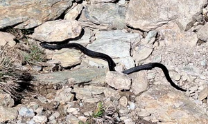 Vipera neagră Foto Adrian Florin Vrăbiescu (2) jpg