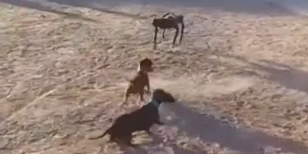  Cearta dintre un câine robot şi un teckel 