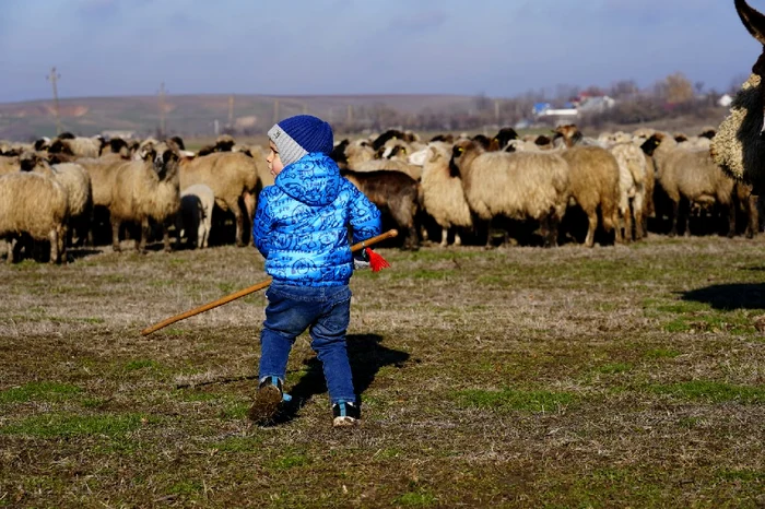Cel mai mic cioban FOTO: Ionelia Nucă