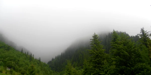 ceata pe munte foto dana mihai